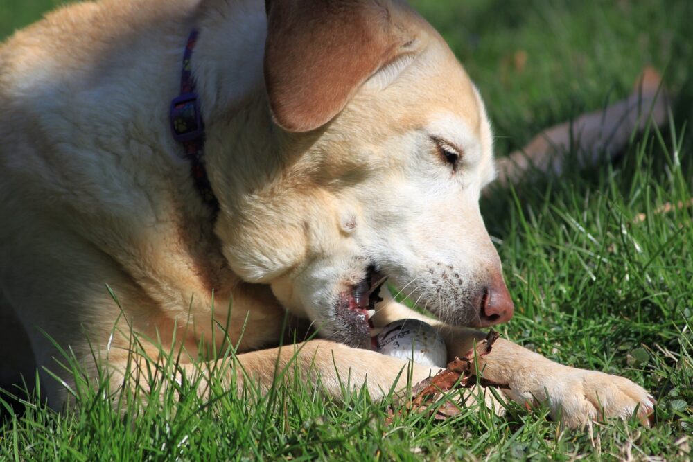 dog-and-golf-ball